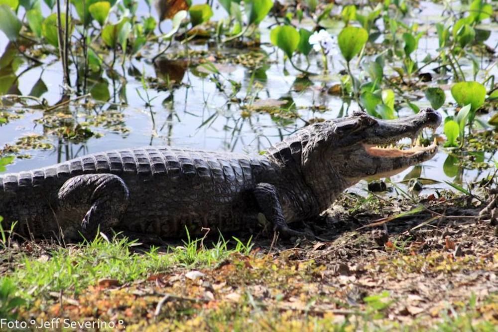Hotel Pantanal Mato Grosso Pocone Ngoại thất bức ảnh